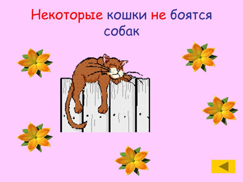 Некоторые кошки не боятся собак