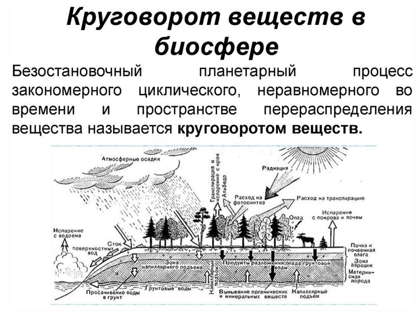 Презентация по теме "Биосфера"