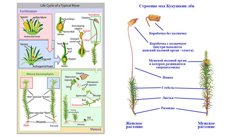 Гистологическое описание Кукушкиного льна