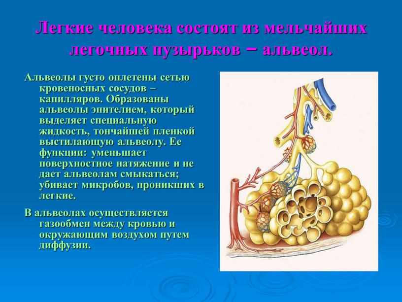 Легкие человека состоят из мельчайших легочных пузырьков – альвеол