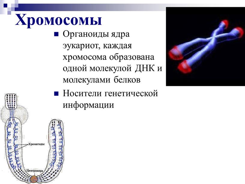 Хромосомы Органоиды ядра эукариот, каждая хромосома образована одной молекулой
