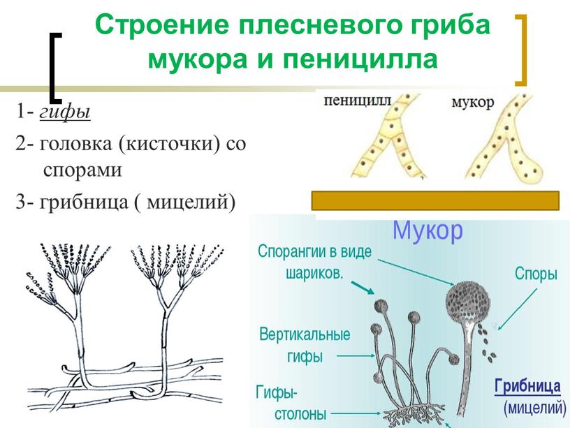 Строение плесневого гриба мукора и пеницилла 1- гифы 2- головка (кисточки) со спорами 3- грибница ( мицелий)