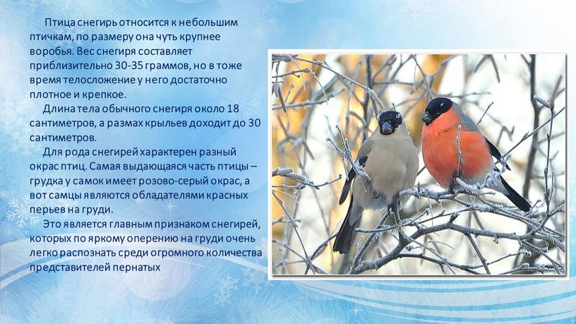 Птица снегирь относится к небольшим птичкам, по размеру она чуть крупнее воробья