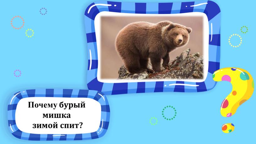 Почему бурый мишка зимой спит?