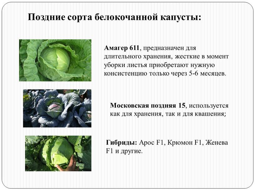 Поздние сорта белокочанной капусты: