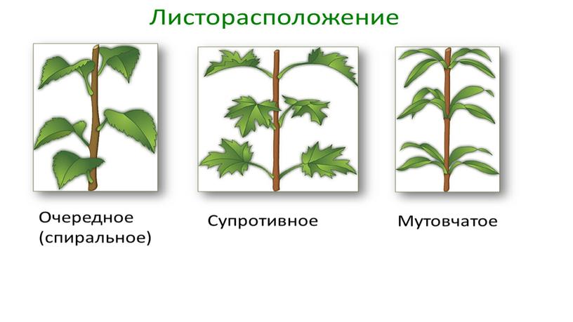 Размножение и оплодотворение растений. Вегетативное размножение