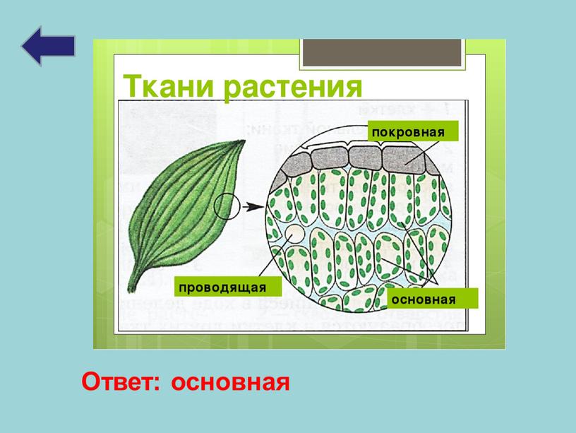 Ответ: основная