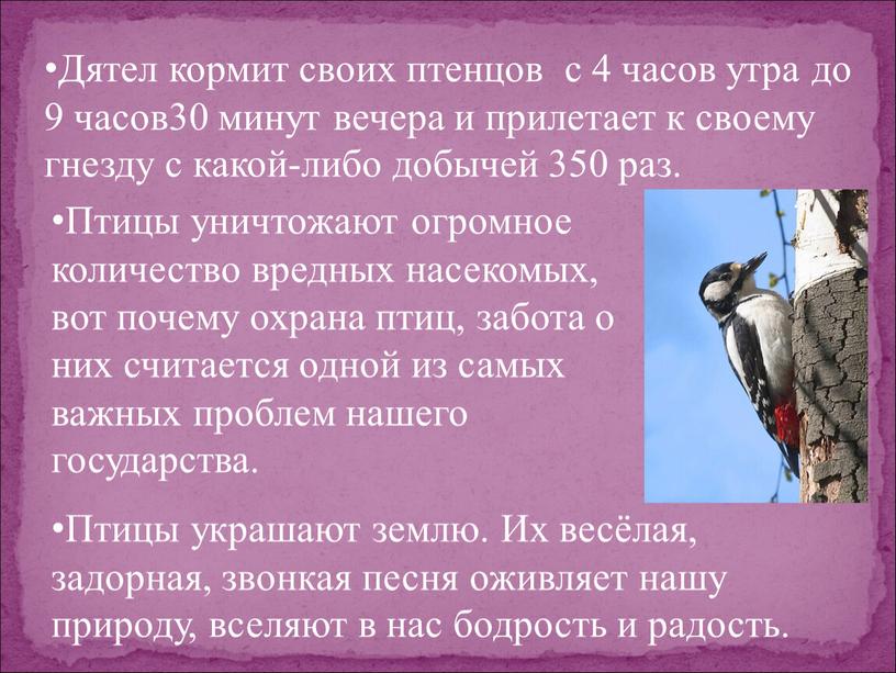 Дятел кормит своих птенцов с 4 часов утра до 9 часов30 минут вечера и прилетает к своему гнезду с какой-либо добычей 350 раз