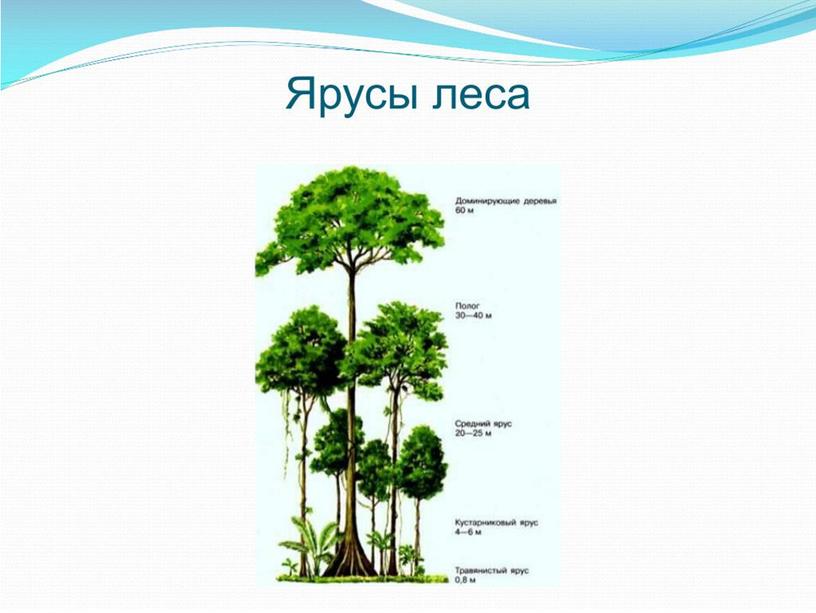 Ярусы вопрос. Ярусы леса Ива. Ярусность леса Иркутск. Обозначь на рисунке цифрами ярусы леса. Ярусы леса в Тверской области.