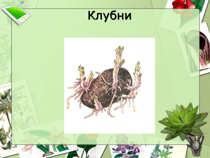 Клубни