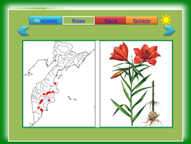 Из истории Флора Фауна Вулканы
