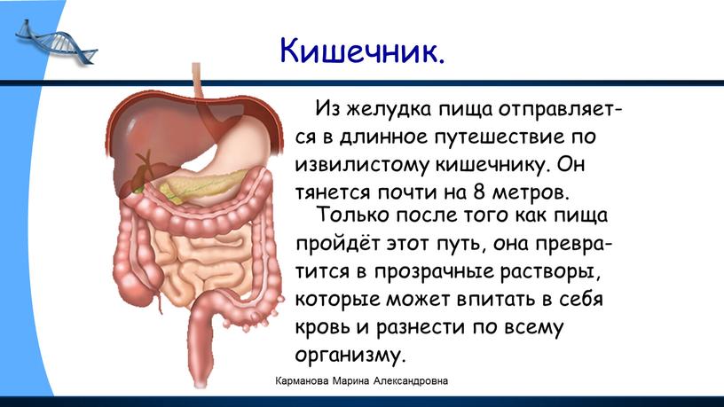 Кишечник. Из желудка пища отправляет- ся в длинное путешествие по извилистому кишечнику