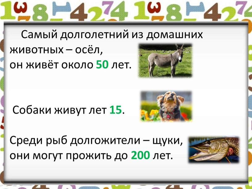 Самый долголетний из домашних животных – осёл, он живёт около 50 лет