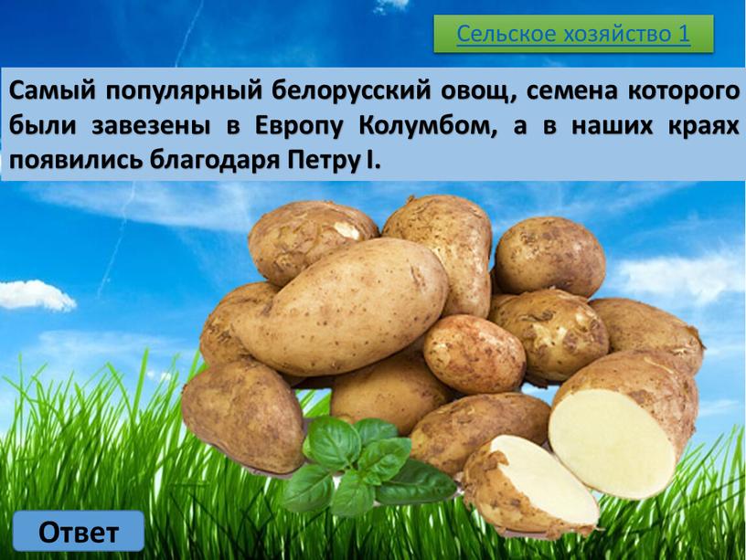 Сельское хозяйство 1 Ответ Самый популярный белорусский овощ, семена которого были завезены в