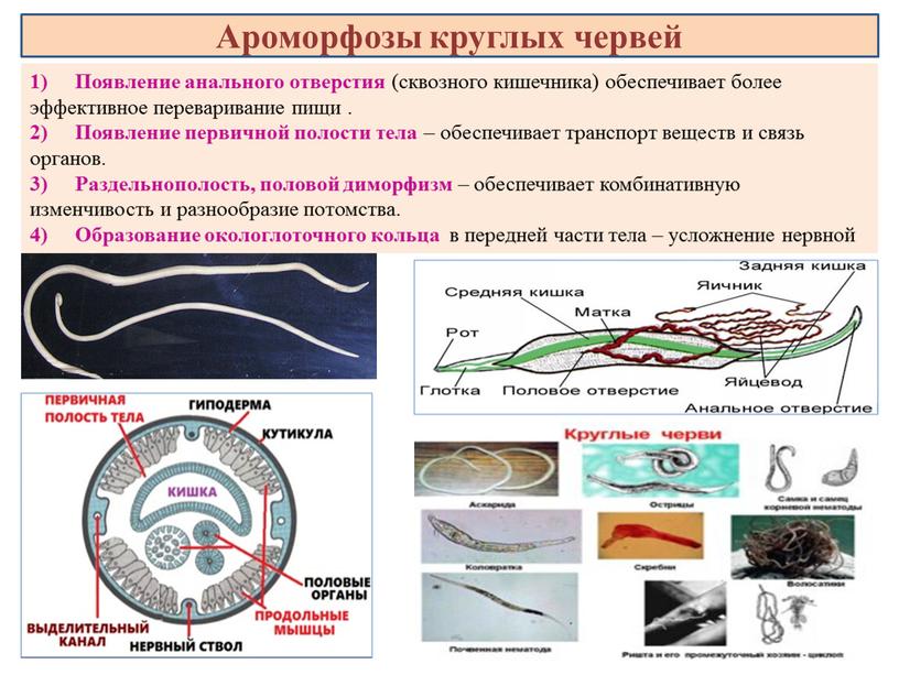 Появление анального отверстия (сквозного кишечника) обеспечивает более эффективное переваривание пищи