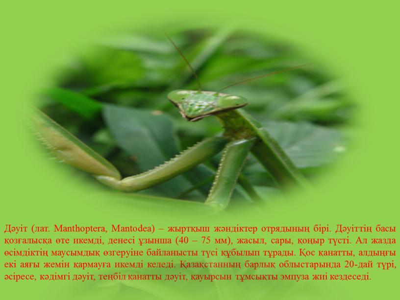 Дәуіт (лат. Manthoptera, Mantodea) – жыртқыш жәндіктер отрядының бірі