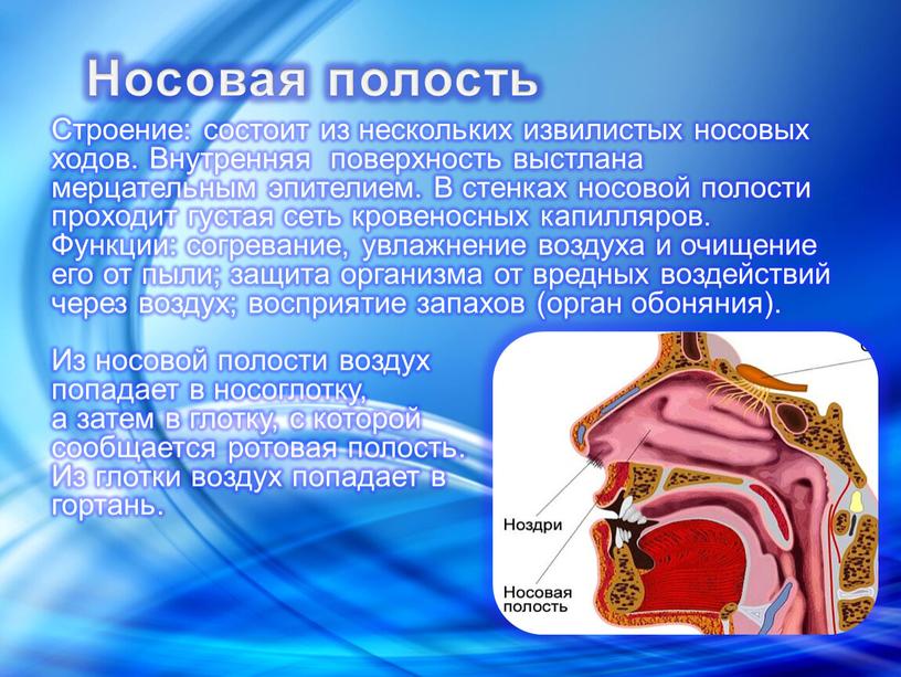 Строение: состоит из нескольких извилистых носовых ходов