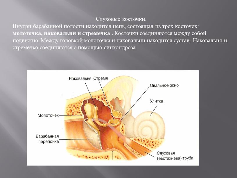 Слуховые косточки. Внутри барабанной полости находится цепь, состоящая из трех косточек: молоточка, наковальни и стремечка