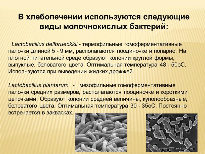В хлебопечении используются следующие виды молочнокислых бактерий:
