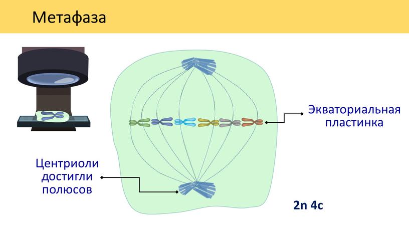 Метафаза 2n 4c Экваториальная пластинка