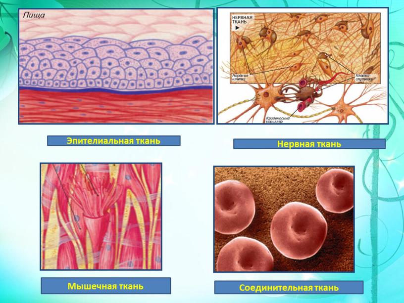 Эпителиальная ткань Нервная ткань