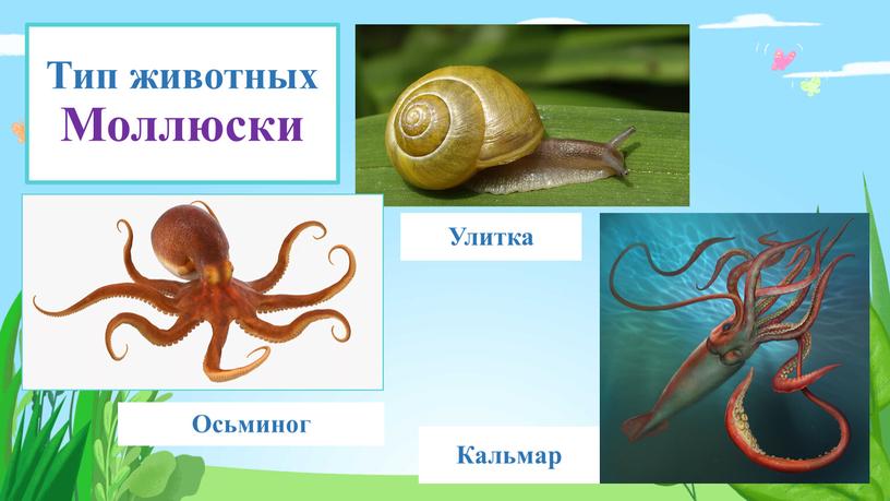 Тип животных Моллюски Улитка Кальмар