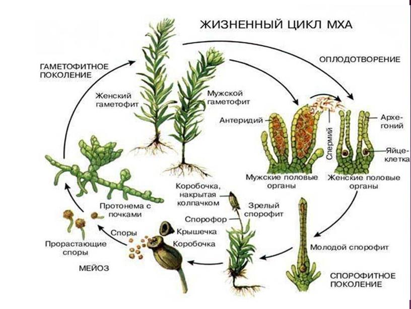 Подготовка к ЕГЭ по биологии.Жизненные циклы растений (теория и задания)