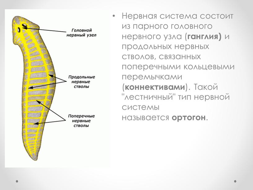 Нервная система состоит из парного головного нервного узла ( ганглия) и продольных нервных стволов, связанных поперечными кольцевыми перемычками ( коннективами )