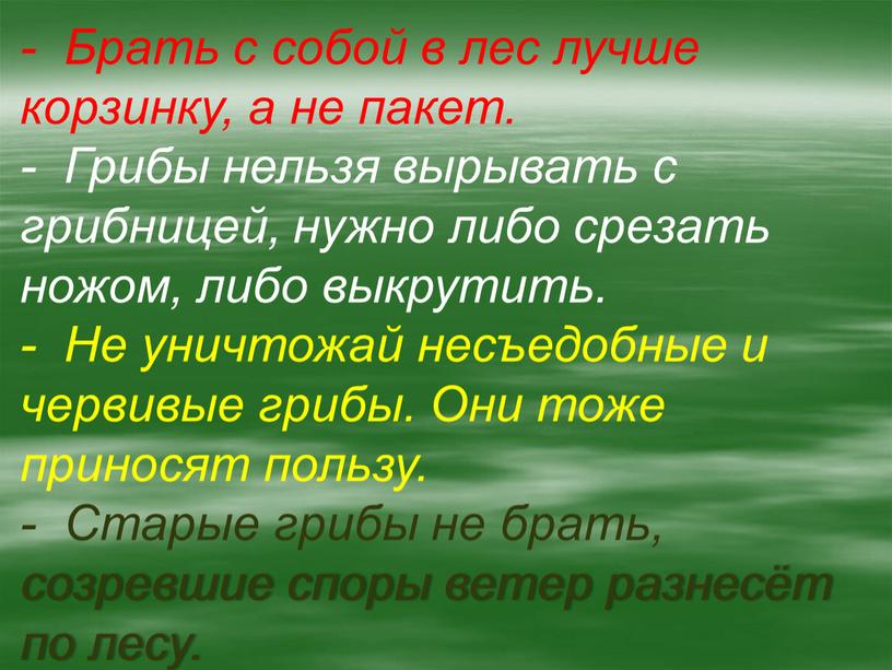 Брать с собой в лес лучше корзинку, а не пакет