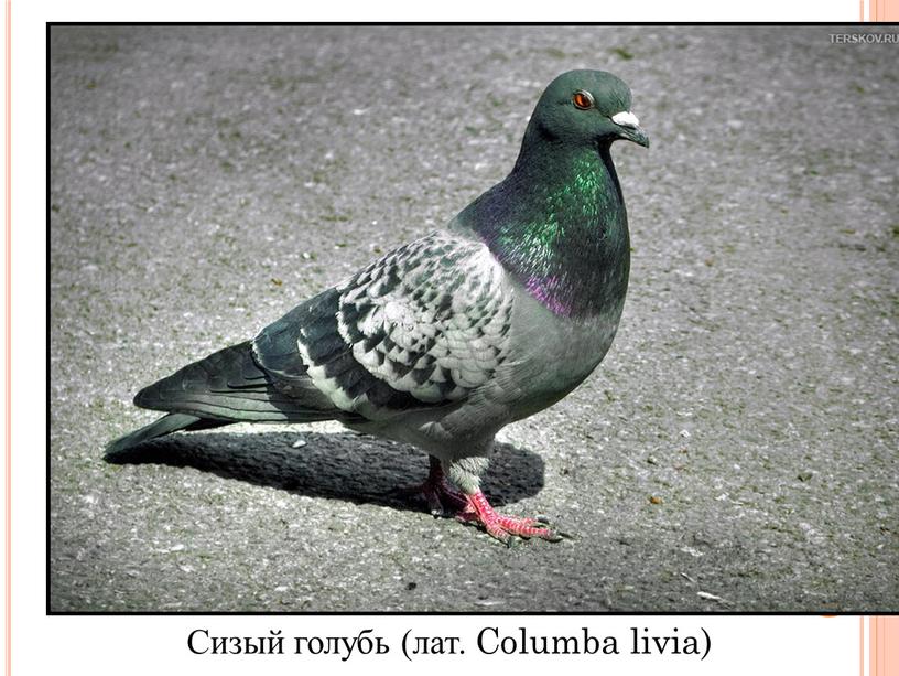 Сизый голубь (лат. Columba livia)