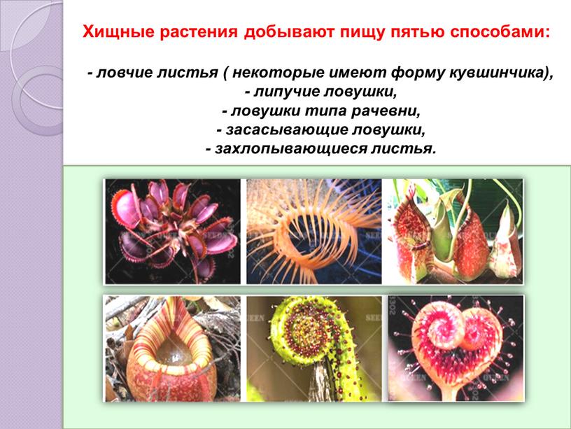 Хищные растения добывают пищу пятью способами: - ловчие листья ( некоторые имеют форму кувшинчика), - липучие ловушки, - ловушки типа рачевни, - засасывающие ловушки, -…