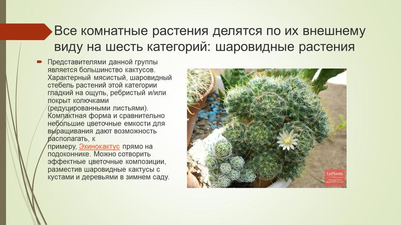 Все комнатные растения делятся по их внешнему виду на шесть категорий: шаровидные растения