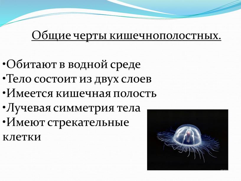 Общие черты кишечнополостных. Обитают в водной среде