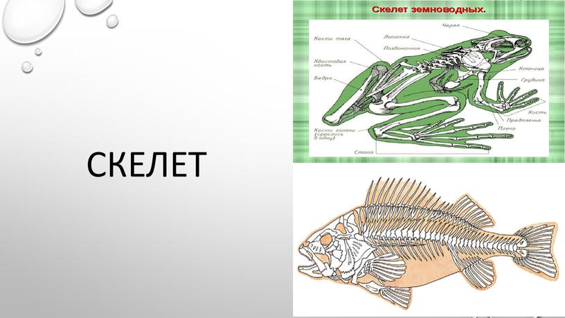 Скелет