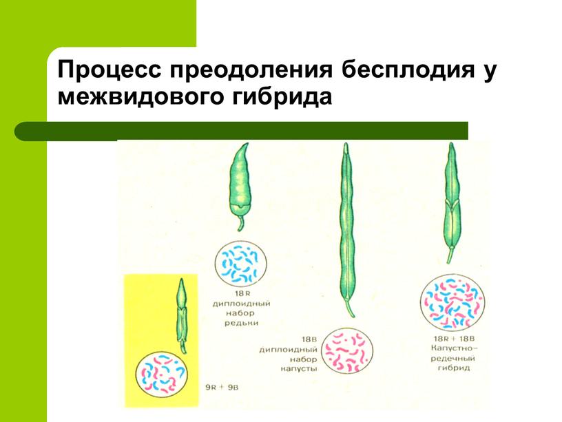 Процесс преодоления бесплодия у межвидового гибрида