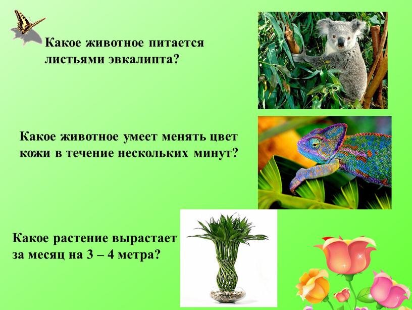 Какое животное питается листьями эвкалипта?