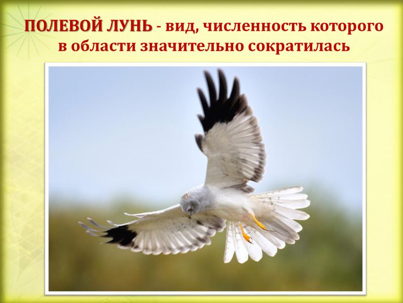 ПОЛЕВОЙ ЛУНЬ - вид, численность которого в области значительно сократилась