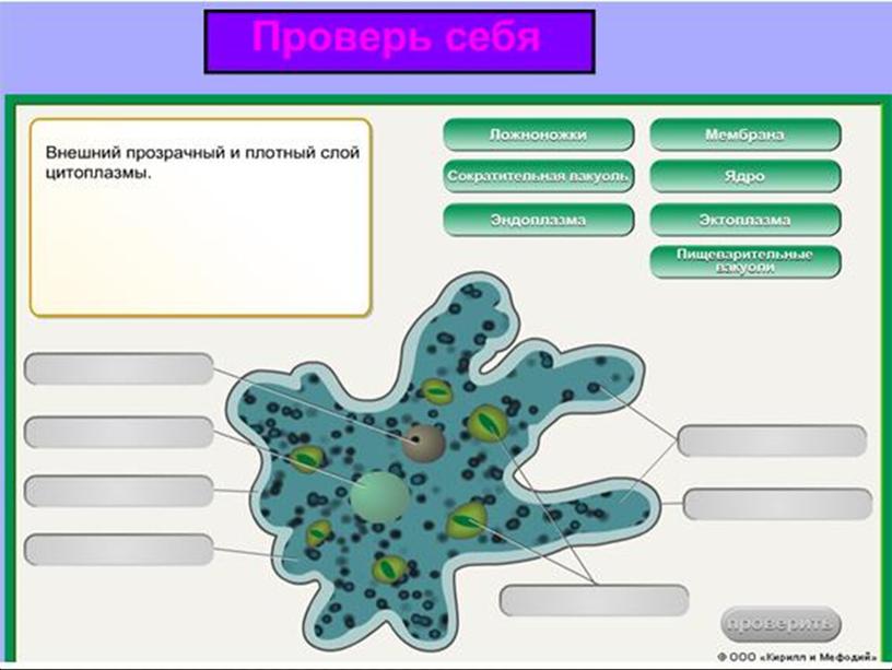 Презентация по биологии 7 класс "Общая характеристика простейших"