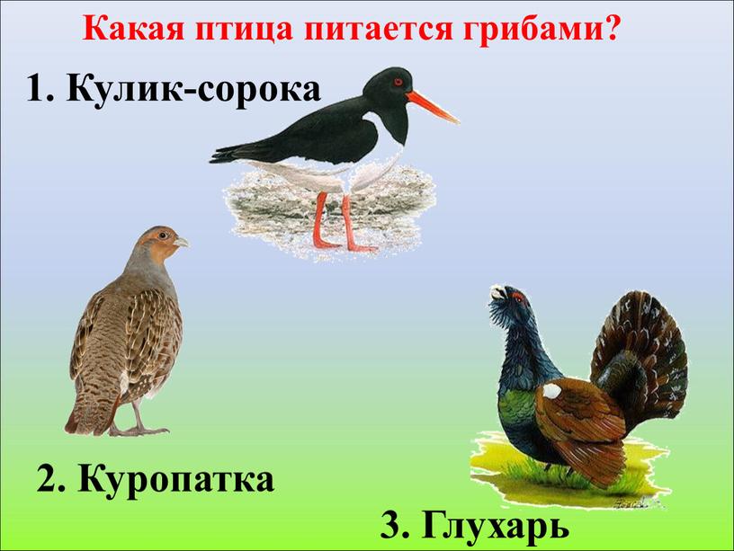 Какая птица питается грибами? 3