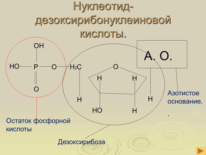 Нуклеотид- дезоксирибонуклеиновой кислоты