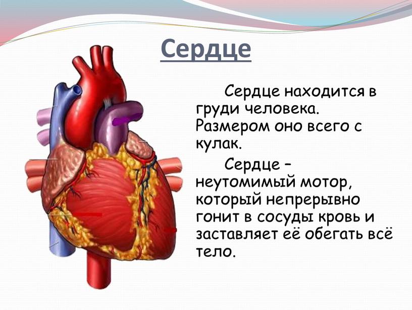 Сердце находится в груди человека