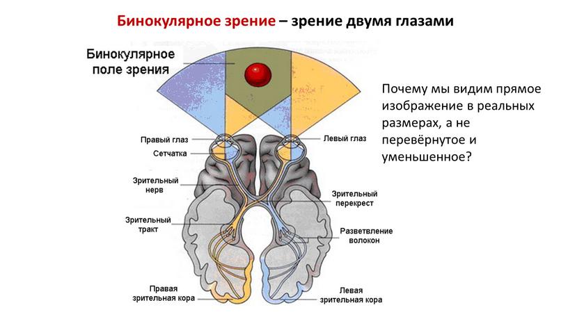 Бинокулярное зрение – зрение двумя глазами