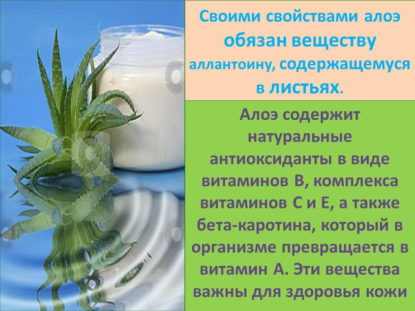 Своими свойствами алоэ обязан веществу аллантоину, содержащемуся в листьях