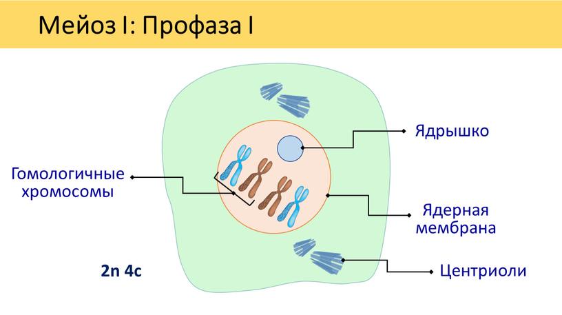 Мейоз I: Профаза I Ядерная мембрана