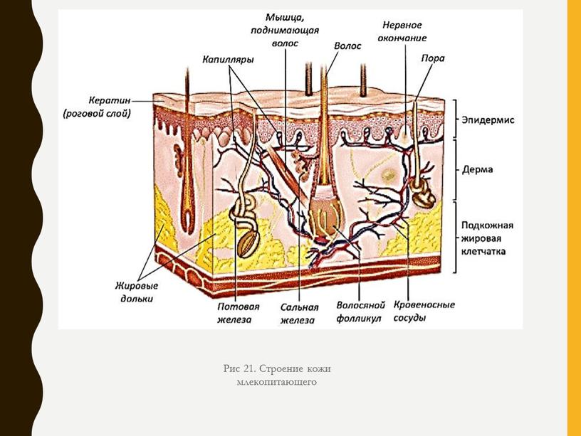 Рис 21. Строение кожи млекопитающего