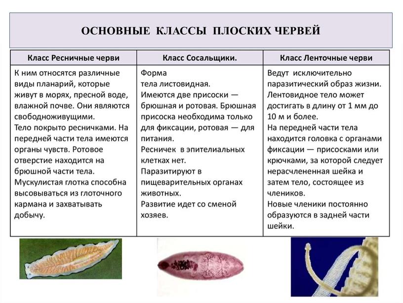 ОСНОВНЫЕ КЛАССЫ ПЛОСКИХ ЧЕРВЕЙ