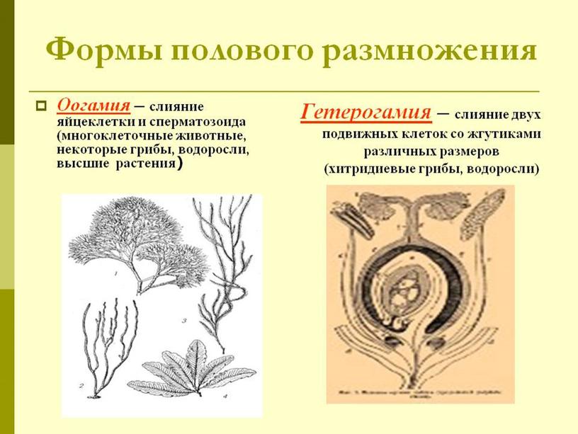 Царства растений