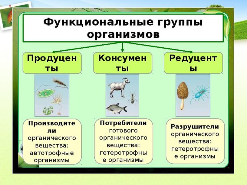 Конспект урока 5 класс Понятие о природном сообществе взаимосвязи организмов в природных сообществах.
