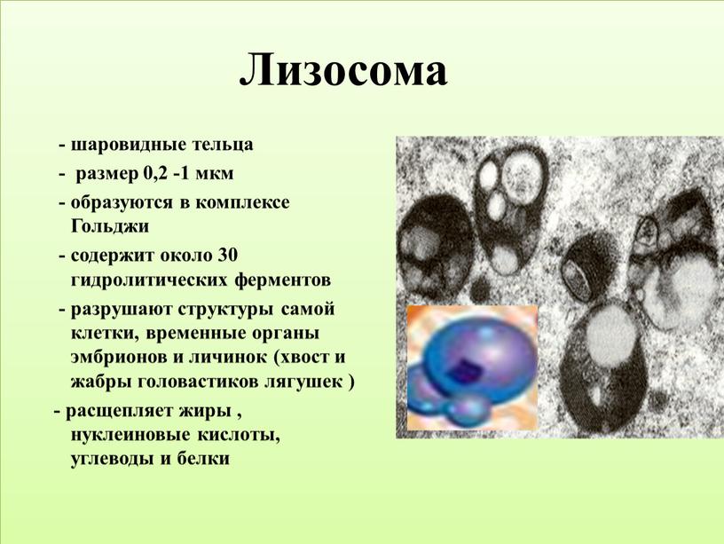 Лизосома - шаровидные тельца - размер 0,2 -1 мкм - образуются в комплексе
