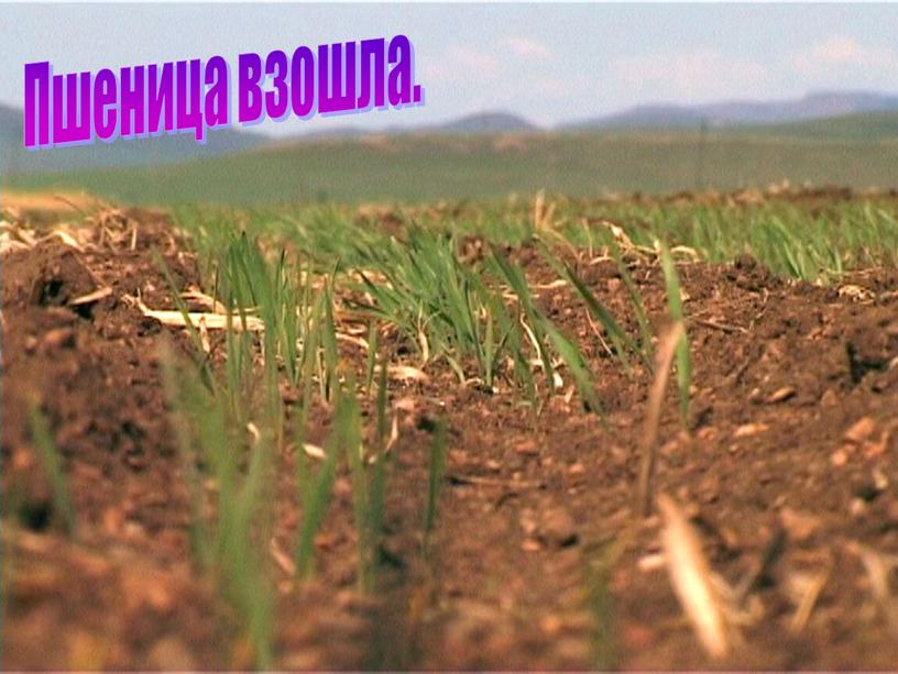 Пшеница взошла.